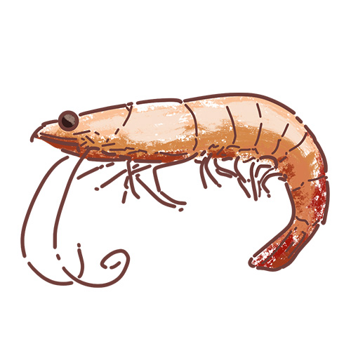 Prawns