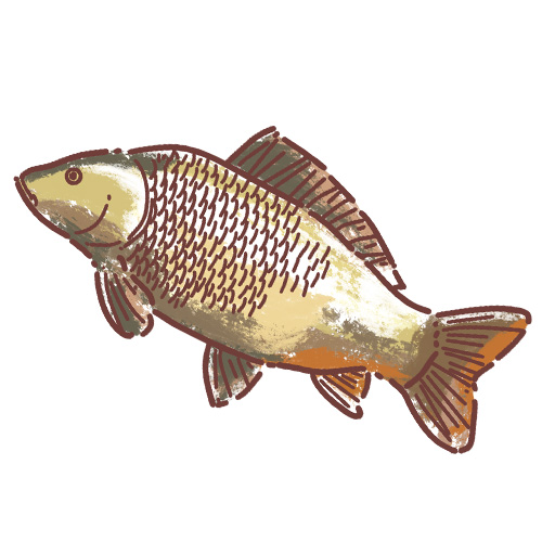 Common Carp