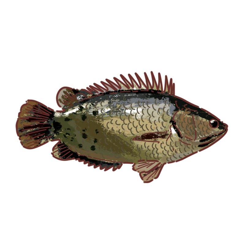 Kaoi Fish